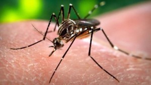 Mosquito-Zika-virus-jpg_1955778_ver1.0_1280_720